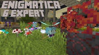 Slyph, Centrifuges, and T3 Apiaries: Enigmatica 6 Expert Minecraft 1.16.5 LP EP #23