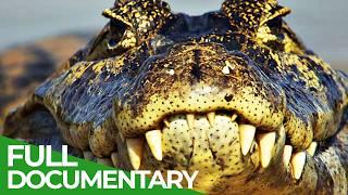 Wild Colombia | Part 2: Nature's Treasure Trove | Free Documentary Nature