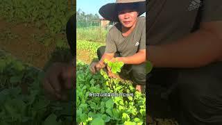 065 Chinese cabbage thinning and transplanting