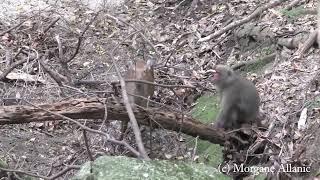 Monkey-deer rodeo. Japanese macaques riding Sika deer.