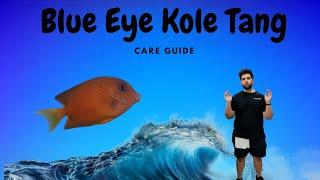 Blue Eye Kole Tang (FULL Care Guide)