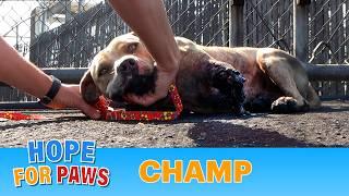 Champ suffered a terrible injury and recovered beautifully! Viewer Discretion Advised. #pitbull