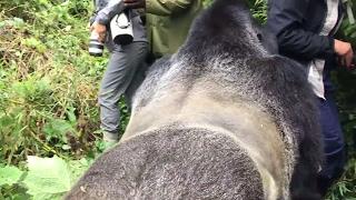 Touched by a Wild Mountain Gorilla - The Day I Got In It's Way | Mini Travellers