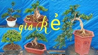 4/5/2022,, đủ loại kiểng Bonsai (giá rẻ), Cần giao lưu,, Bao Ship toàn quốc