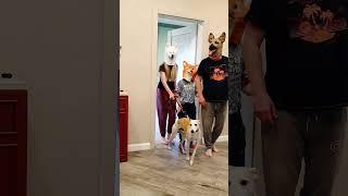 A funny dog family guards the house and barks ferociously Marble Truck