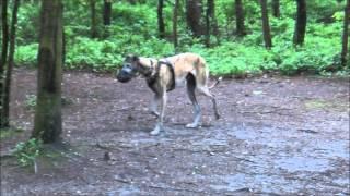 Amazing transformation from scared galgo into a happy galgo