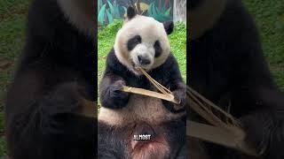 Pandas Have No Survival Skills… Here’s Why! #interesting #unique