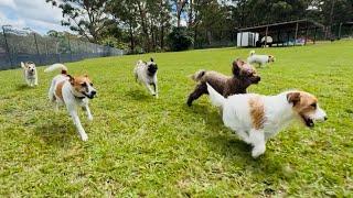 The thrill of the bike ️ run with the small doggies is undeniable!️