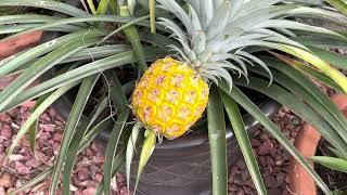 IS YOUR GOLD PINEAPPLE READY?  WHEN IS THE RIGHT TIME TO PICK YOUR PINEAPPLE?