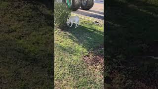 2 labs garage takes a pup pit stop at the Grave Digger shops