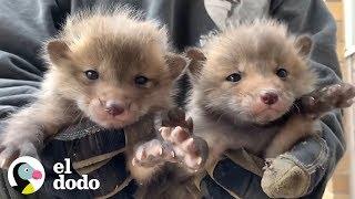 Zorritos adorables encuentran a su mamá | El Dodo