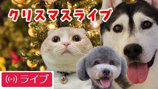 犬と猫の親バカ日記　クリスマスライブ