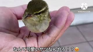 【小鳥】昼休憩後に現場に戻ると小鳥ちゃんが居た