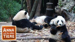 Wie angelt man sich einen Großen Panda? | Reportage für Kinder | Anna und die wilden Tiere