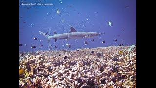 Diving in Sipadan - Borneo - Malaysia