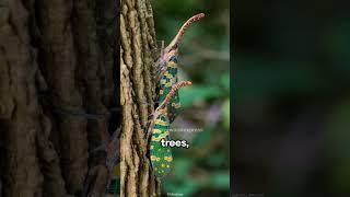 Litchi Lantern Bug | Nature’s Living Lantern