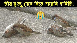 চড়ুই পাখির জীবন কাহিনী | Bird Story-96 | The Life Story Of Sparrow Bird | Ep:03