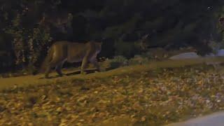 Man fights off mountain lion going after his dog