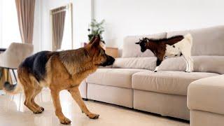 German Shepherd Meets Baby Goat for the First Time