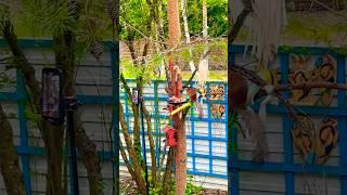 #sorts️#белкапришла #белка #белочка #трансляция #романтика #villagevlog #esquilo #squirrel #गिलहरी