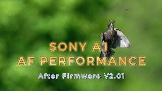 Sony A1 is still the best camera 2024 with 100% hitrate