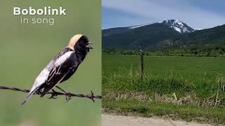 Bobolink song