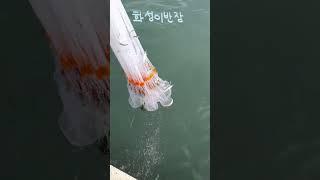 바다투망 한방에 학꽁치 초대박! 최고예요 #shorts