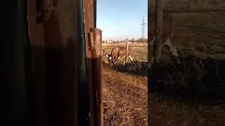 Корова  включила режим медведя. Часть 2