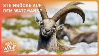 Gibt es Steinböcke auf dem Watzmann? | Doku | Real Wild Deutschland