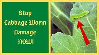 Immediately STOP Cabbage Worm Damage with THIS Solution - Also Tomato Hornworm and Cabbage Looper