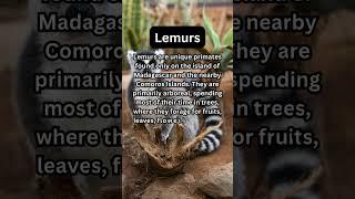 FACTS to KNOW about LEMURS: Nature Unleashed!!! #shorts #facts