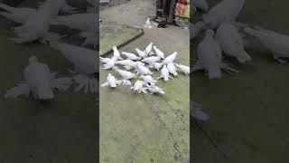 new post#white loton#samar majumdear7797#shorts YouTube #kabutor #pigeonpigeon #pigeon #newsong