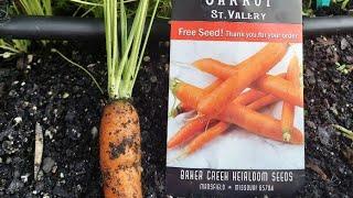 how to seed carrots , growing carrots in florida zone 9a