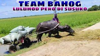 Team Bahog Luluhod pero di susuko