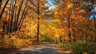 Fall Foliage RELAX 4K for Anxiety & Depression 