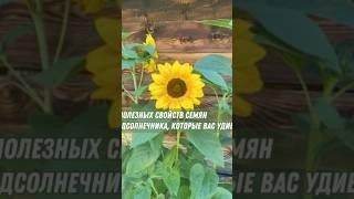 5 полезных свойств семян подсолнечника, которые вас удивят #здоровье #польза #подсолнечник #семечки
