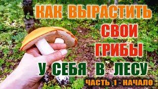 КАК ВЫРАСТИТЬ ГРИБЫ. СВОИ СВОИ БЕЛЫЕ ГРИБЫ И ПОДОСИНОВИКИ. Часть 1 -  РАСЧИСТКА ЛЕСА - НАЧАЛО