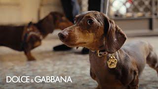 Dolce&Gabbana's new Petwear collection