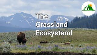 Ecosystems Episode 3: The Grassland Ecosystem!