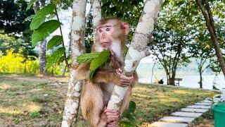 Monkey Kaka have to sunbathe to warm themselves when it's cold