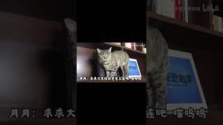 [月月] 乖順的月月(飢餓限定版)#月月#萌宠#猫咪#寵物貓咪特輯 #吸貓#cat #小動物 #寵物#貓飯 #可愛い