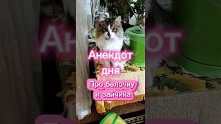 Анекдот дня. #юмор #озвучка #cat #анекдоты