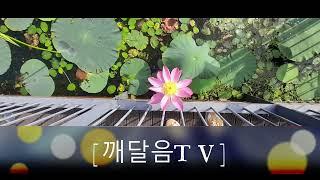 [깨달음TV] 7월의 연꽃정원