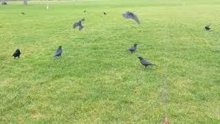 Walking with Crows