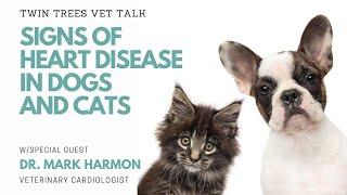 Signs Of Heart Disease In Dogs And Cats │Twin Trees Vet Talk (FREE VET ADVICE PODCAST)