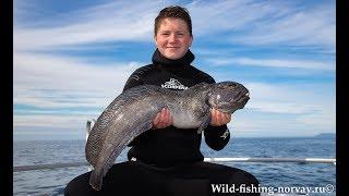 Морская рыбалка в Норвегии.Зубатка.Wild Fishing Norway