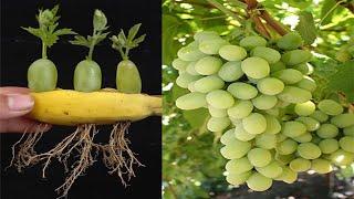 Simple method propagate grape tree, growing grape tree at home