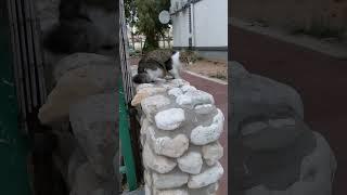 Пушистая кошка на камнях отдыхает  Смешные коты  Shaggy stray cat on stones  Funny cats Cute pets
