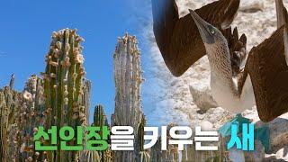 (4K UHD) 선인장을 키우는 새┃모든 것은 연결되어 있다┃김남길 배우 나레이션┃자연다큐멘터리＜커넥션＞