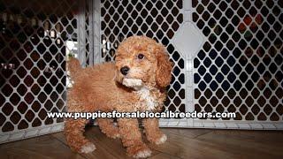 Cavapoo, Maltipoo, Bichonpoo, Yorkie, Poodle, Puppies For Sale, Atlanta, Georgia Local Breeders